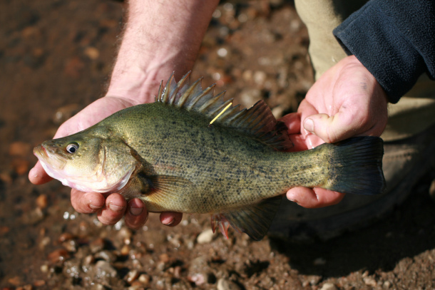 The 2013 snapper season in South Australia is closed from November 1 through until December 15. Image: Jamie Crawford